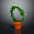 Potted Plant With Green Leaves And White Flowers In Arch Shape Terracotta Pot