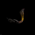 Reptile Cobra with Open Mouth Yellow and Brown Body Patterns on Black Background