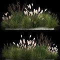 Ornamental Grasses With Feathery White Plumes And Lush Green Foliage Collection