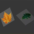 Vibrant Autumn Orange Maple Leaf and Fresh Green Oak Leaf Natural Plant Specimens