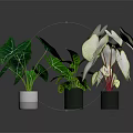 Potted Indoor Plants with Green White Veined and White Red Veined Leaves for Decoration