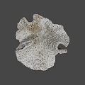 Unique Porous Coral Like Marine Structure With Natural Textured Surface