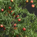 peach tree apricot tree landscape tree 3d model