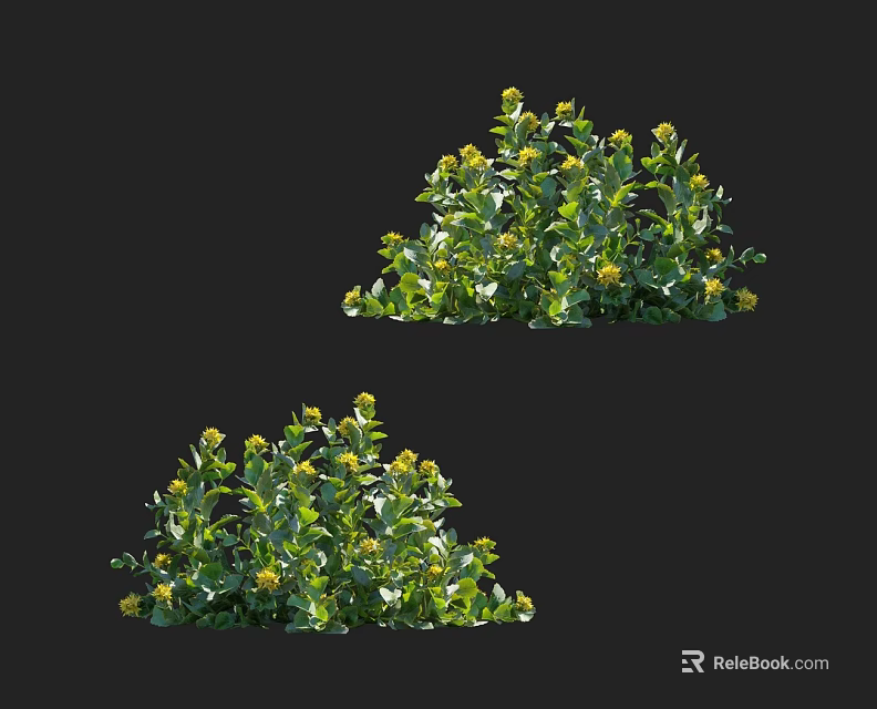 Lush Green Leaf Shrub With Small Yellow Flowers In Outdoor Garden 3d model 