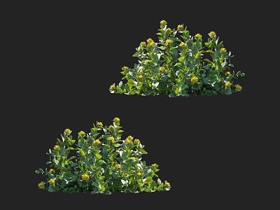 Lush Green Leaf Shrub With Small Yellow Flowers In Outdoor Garden 3d model