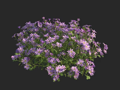 Dense Cluster Of Purple Small Flowers Blooming Vibrantly Against Black Background 3d model