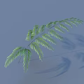 Green Fern Leaf with Light Blue Background and Natural Shadow Details