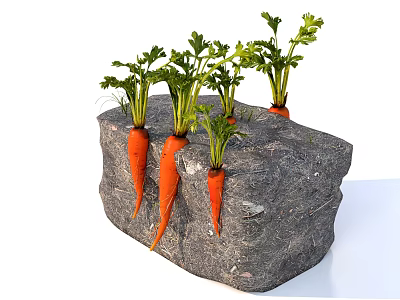 Thriving Carrots Growing in Gray Garden Mulch with Lush Green Tops 3d model
