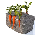 Thriving Carrots Growing in Gray Garden Mulch with Lush Green Tops