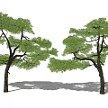 Two Lush Green Arbor Trees With Dense Foliage And Brown Trunks