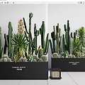 Botanical Plant Combination Featuring Cacti Yucca And Succulents In Black Planters With Labels