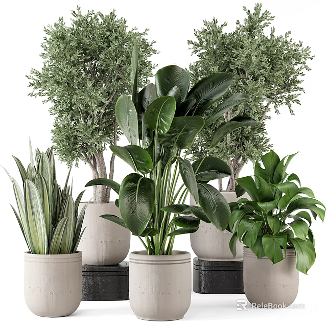 Various Potted Bonsai Plants With Different Green Leaves And Decorative Planters 3d model 