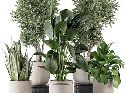 Various Potted Bonsai Plants With Different Green Leaves And Decorative Planters 3d model