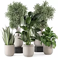Various Potted Bonsai Plants With Different Green Leaves And Decorative Planters
