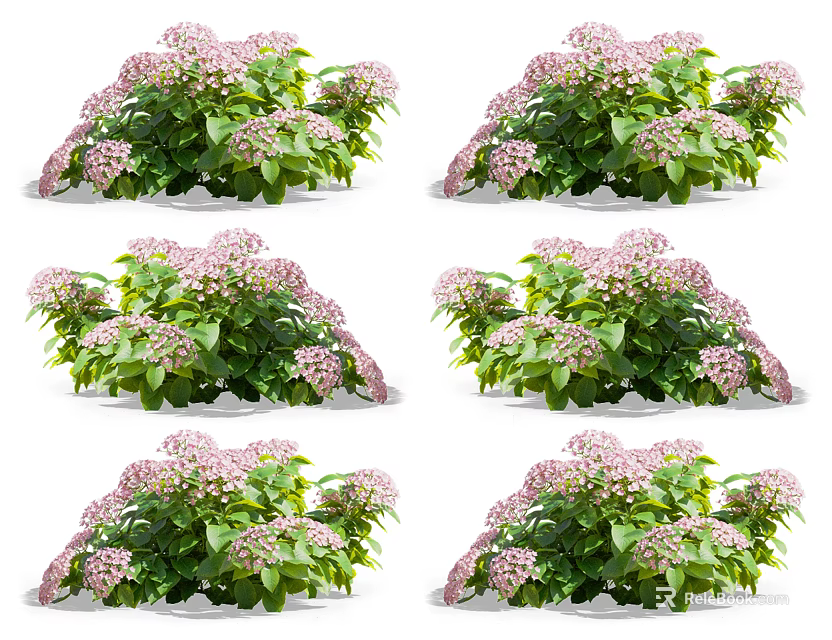 Lush Hydrangea Plants With Pink Blooms And Green Leaves In Multiple Arrangements 3d model 