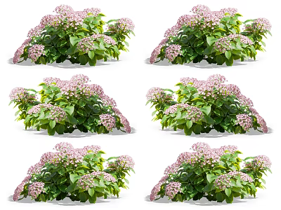 Lush Hydrangea Plants With Pink Blooms And Green Leaves In Multiple Arrangements 3d model
