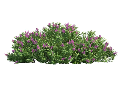 Vibrant Purple Flowering Shrub With Lush Green Leaves In Garden Landscape 3d model