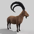 Realistic Brown Goat With Large Curved Horns Standing On Gray Background