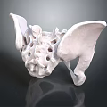 Human Pelvis Bone Detailed Anatomical Structure 3D Rendered Medical Model 3d model