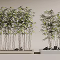 Bonsai Bamboo Potted Plants With Slender Stems Green Leaves And Stones