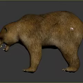 Realistic Brown Bear 3D Model Standing With Open Mouth And Sharp Teeth