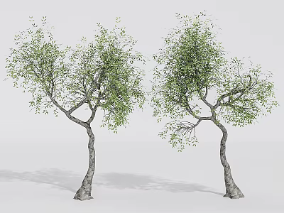 Two Curved Trunk Arbor Trees With Green Foliage On White Background 3d model