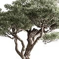 Mature Arbor Featuring Gnarled Trunk Spreading Branches and Vibrant Green Leaves