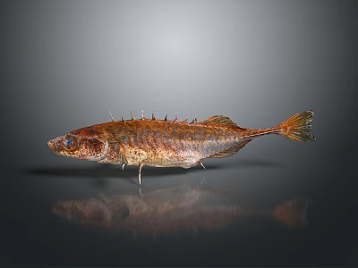 Spiked Brown Fish As Daily Household Food Item On Smooth Reflective Surface 3d model