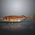 Spiked Brown Fish As Daily Household Food Item On Smooth Reflective Surface