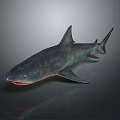Realistic Shark 3D Model Featuring Sharp Fins Gray Blue Color and Detailed Texture