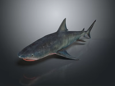 shark great white shark whale shark hammerhead shark tiger head shark man-eating shark blue shark coral red coral white coral 3d model