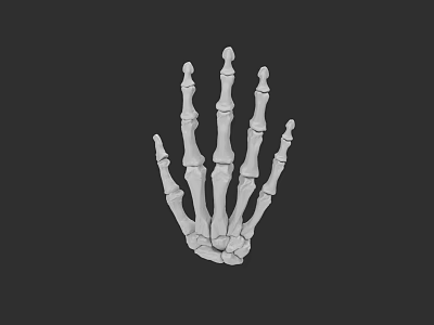 Human Hand Skeleton 3D Model Displaying Anatomical Bone Structure Against Black Background 3d model
