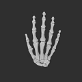 Human Hand Skeleton 3D Model Displaying Anatomical Bone Structure Against Black Background
