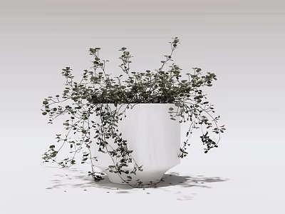 Potted Bonsai Plant in White Ceramic Pot with Lush Green Foliage and Hanging Branches 3d model