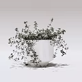 Potted Bonsai Plant in White Ceramic Pot with Lush Green Foliage and Hanging Branches