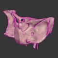 Human Skeletal Organ Model Displaying Detailed Bone Structure On Dark Background
