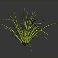 Green Herb Plant with Long Slender Leaves Yellow Stripes Dark Background Reflection and Roots