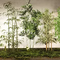 Tall Bamboo Plants With Lush Green Leaves Various Species And Fresh Grass