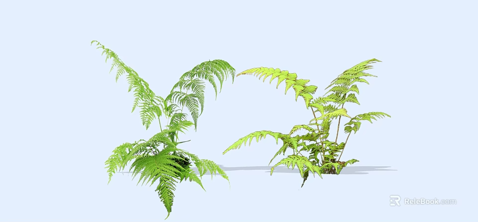 Fresh Green Fern Plants With Lush Feathery Leaves For Indoor Decoration 3d model 