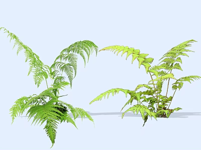 Fresh Green Fern Plants With Lush Feathery Leaves For Indoor Decoration 3d model