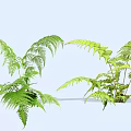 Fresh Green Fern Plants With Lush Feathery Leaves For Indoor Decoration
