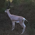 Gazelle Standing In Natural Grassland Environment 3d model