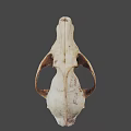 Realistic Wildlife Animal Skull With Natural Bone Texture And Anatomical Features