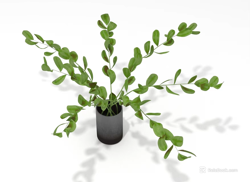 Green Leafy Plant in Black Pot with Long Branching Stems and Fresh Foliage 3d model 