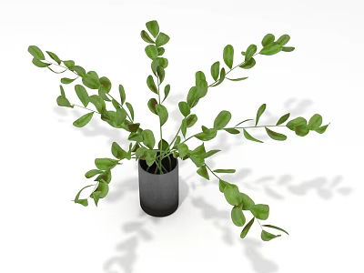 Green Leafy Plant in Black Pot with Long Branching Stems and Fresh Foliage 3d model