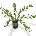 Green Leafy Plant in Black Pot with Long Branching Stems and Fresh Foliage