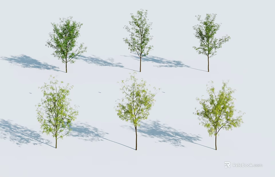 Six Trees with Green Leaves and Brown Trunks Casting Shadows on White Background 3d model