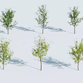 Six Trees with Green Leaves and Brown Trunks Casting Shadows on White Background 3d model