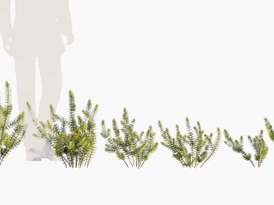 Different Types Of Green Flowering Plants Arranged In Decorative Garden 3d model