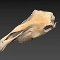 Beige Animal Skull With Detailed Bone Structure Isolated On Black Background 3d model
